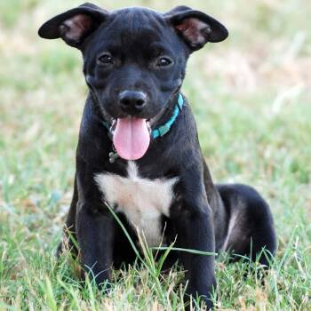 Ganache -  American Bully and Dachshund Dog for Adoption in Madisonville, Texas - Ganache | PetCurious