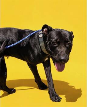 VIOLET -  Mixed Breed Dog for Adoption in Jacksonville, Florida - VIOLET | PetCurious