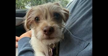 Terrier Dogs Available for Adoption in Richardson, Texas - Reyna | PetCurious