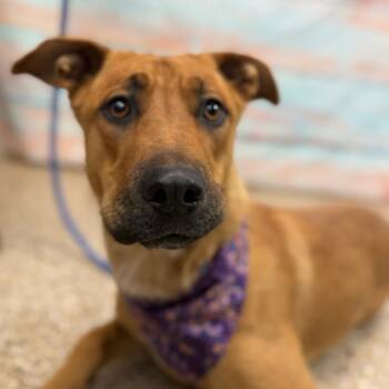 Rescue Mixed Breed Dogs for Adoption in Cheyenne, Wyoming - Apple Cider | PetCurious