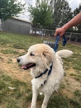 Great Pyrenees Dogs Available for Adoption in Quincy, Washington - Cody | PetCurious
