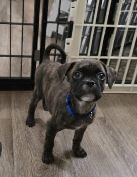 Glade -  Boxer and Boston Terrier Dog for Adoption in Heiskell, Tennessee - Glade | PetCurious