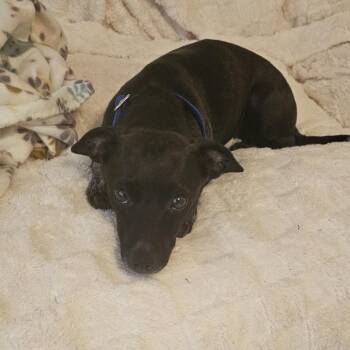Hazel -  Chihuahua and Dachshund Dog for Adoption - Hazel | PetCurious