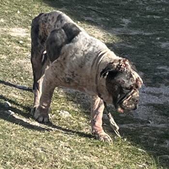 Pit Bull Terrier Dogs Available for Adoption - Lil Jon | PetCurious