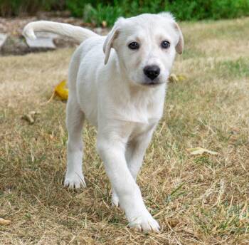 Brie -  Border Collie and Australian Cattle Dog Blue Heeler Dog for Adoption in Bend, Oregon - Brie | PetCurious