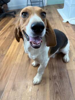 Bam Bam -  Beagle and Mixed Breed Dog for Adoption in Fayetteville, Tennessee - Bam Bam | PetCurious