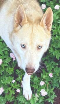 Carlie -  Siberian Husky Dog for Adoption in Sumter, South Carolina - Carlie | PetCurious