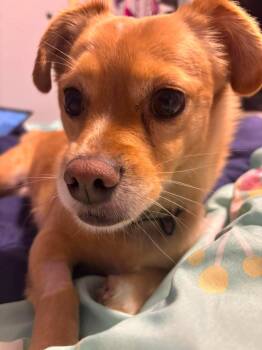 Milo (2.0) -  Mixed Breed Dog for Adoption in Athens, Ontario - Milo (2.0) | PetCurious