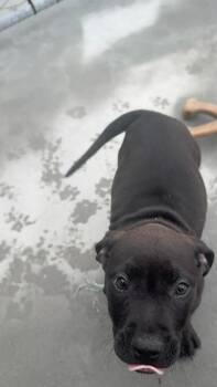 Pit Bull Terrier Dogs Available for Adoption in Boone, Iowa - Subwoofer | PetCurious