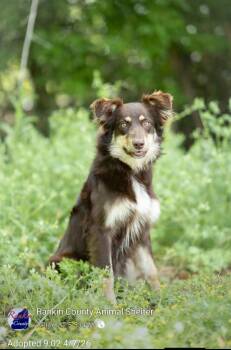 Australian Shepherd and Border Collie Dogs Available for Adoption in Marion, Mississippi - Bristol | PetCurious