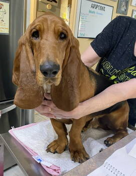 Rescue Basset Hound Dogs for Adoption in Benton, Louisiana - Mr. Wrinkles (NOT YET AVAILABLE) | PetCurious