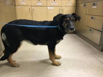 SANDY -  German Shepherd Dog Dog for Adoption in Riverside, California - SANDY | PetCurious