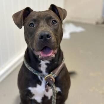 Unique -  Mixed Breed Dog for Adoption in Greenville, South Carolina - Unique | PetCurious