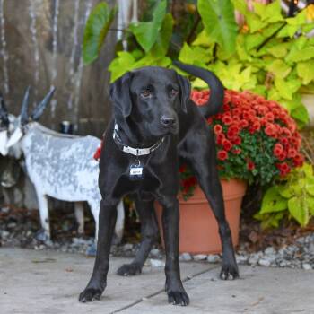 Rescue Labrador Retriever Dogs for Adoption in Wake Forest, North Carolina - Nestor | PetCurious