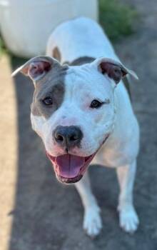 Rescue Pit Bull Terrier Dogs for Adoption in Virginia Beach, Virginia - 179343 Maisie | PetCurious