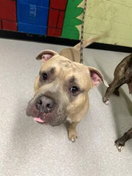 American Staffordshire Terrier and Mixed Breed Dogs Available for Adoption - JARED | PetCurious