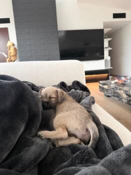 Wendigo -  Pug and Schnauzer Dog for Adoption in Phoenix, Arizona - Wendigo | PetCurious