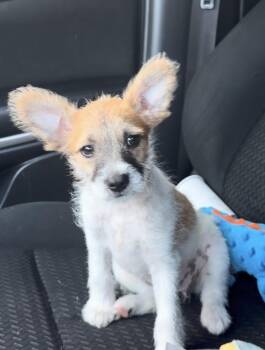 Bella -  Schnauzer and Shih Tzu Dog for Adoption in Ventura, California - Bella | PetCurious
