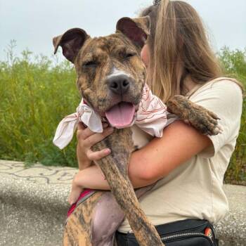 Fawn -  Terrier and Mixed Breed Dog for Adoption in Chicago, Illinois - Fawn | PetCurious