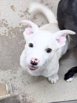 Mixed Breed Dogs Available for Adoption - WILBER T CHARLES (WILBY) | PetCurious