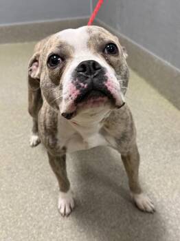 American Bulldog and Mixed Breed Dogs Available for Adoption in Las Vegas, Nevada - BLANCA | PetCurious