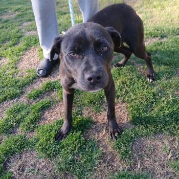Barcelona -  Pit Bull Terrier Dog for Adoption in Roswell, Georgia - Barcelona | PetCurious