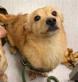 CHANCE -  Dachshund and Mixed Breed Dog for Adoption in Colorado Springs, Colorado - CHANCE | PetCurious