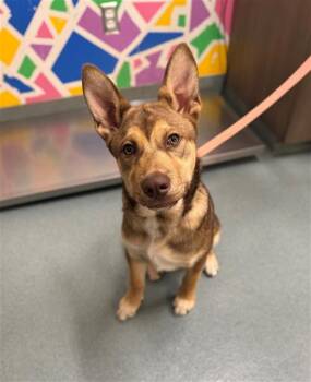 German Shepherd Dog Dogs Available for Adoption in Baytown, Texas - TROY | PetCurious