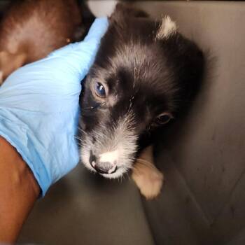 Jayla -  Terrier and Mixed Breed Dog for Adoption in Birmingham, Alabama - Jayla | PetCurious
