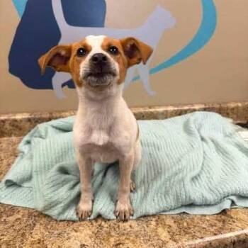 June -  Terrier and Mixed Breed Dog for Adoption - June | PetCurious