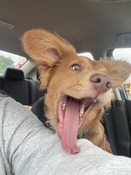Golden Retriever and Corgi Dogs Available for Adoption in Dalton, Georgia - Kash | PetCurious
