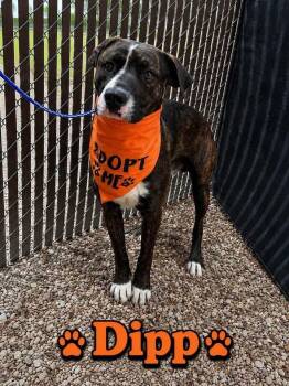 Dipp -  Hound Dog for Adoption in Gig Harbor, Washington - Dipp | PetCurious