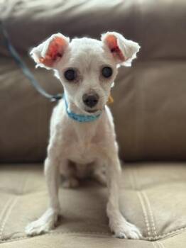 Maltese Dogs Available for Adoption - Spencer | PetCurious