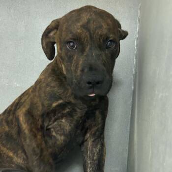 Cedar -  Terrier Dog for Adoption in Tyler, Texas - Cedar | PetCurious