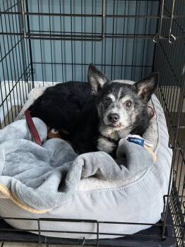 Matty -  Chihuahua and Jack Russell Terrier Dog for Adoption in Newport, Kentucky - Matty | PetCurious