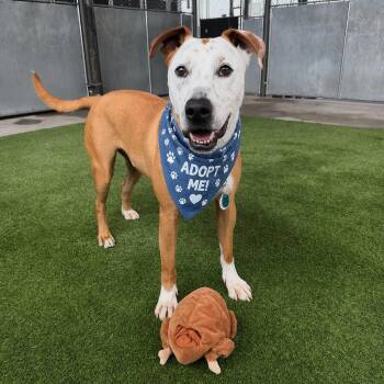 Mixed Breed Dogs Available for Adoption in Truckee, California - Jerry | PetCurious