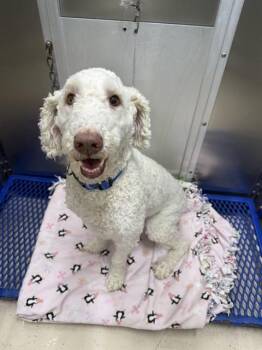MAX -  Labrador Retriever and Poodle Dog for Adoption in Fairbanks, Alaska - MAX | PetCurious