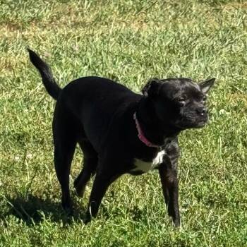 Onyx -  Pug and Chihuahua Dog for Adoption in Tipton, Indiana - Onyx | PetCurious