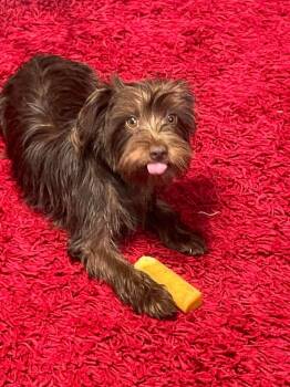 Coco -  Yorkshire Terrier and Poodle Dog for Adoption in Manchester, Tennessee - Coco | PetCurious