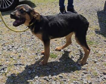 Shepherd Dogs Available for Adoption in Cleveland, Tennessee - Gillian | PetCurious