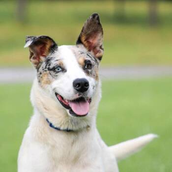Austin -  Catahoula Leopard Dog Dog for Adoption in Groveland, Massachusetts - Austin | PetCurious