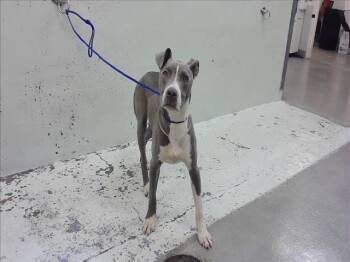 A2086485 -  Staffordshire Bull Terrier Dog for Adoption in Houston, Texas - A2086485 | PetCurious