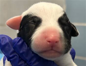 Rescue Mixed Breed Dogs for Adoption in Dallas, Texas - NENE | PetCurious