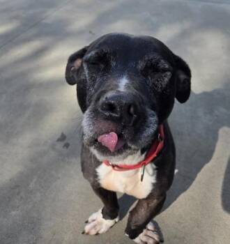 Ollie -  Black Labrador Retriever and Corgi Dog for Adoption in Hudson, New Hampshire - Ollie | PetCurious