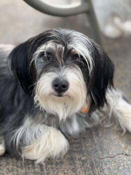 Schnauzer and Terrier Dogs Available for Adoption in Greensboro, North Carolina - Lucy | PetCurious