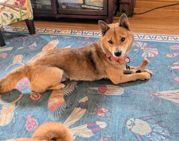 Shiba Inu Dogs Available for Adoption in Chicago, Illinois - Ozzie | PetCurious
