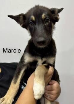 Marcie -  German Shepherd Dog and Husky Dog for Adoption in El Centro, California - Marcie | PetCurious