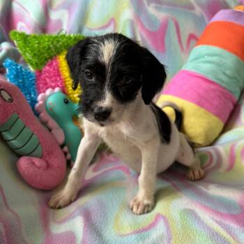 Honeydew -  Terrier and Beagle Dog for Adoption in Normal, Illinois - Honeydew | PetCurious