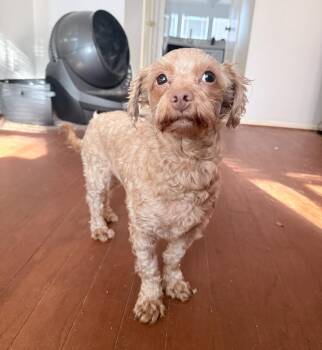 Miniature Poodle Dogs Available for Adoption - Walnut  | PetCurious