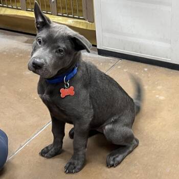 Sassy -  Pit Bull Terrier Dog for Adoption in Las Vegas, Nevada - Sassy | PetCurious